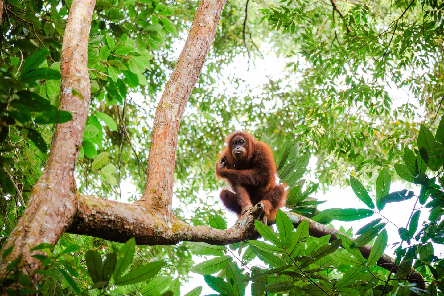 Tiefer Dschungel auf Sumatra