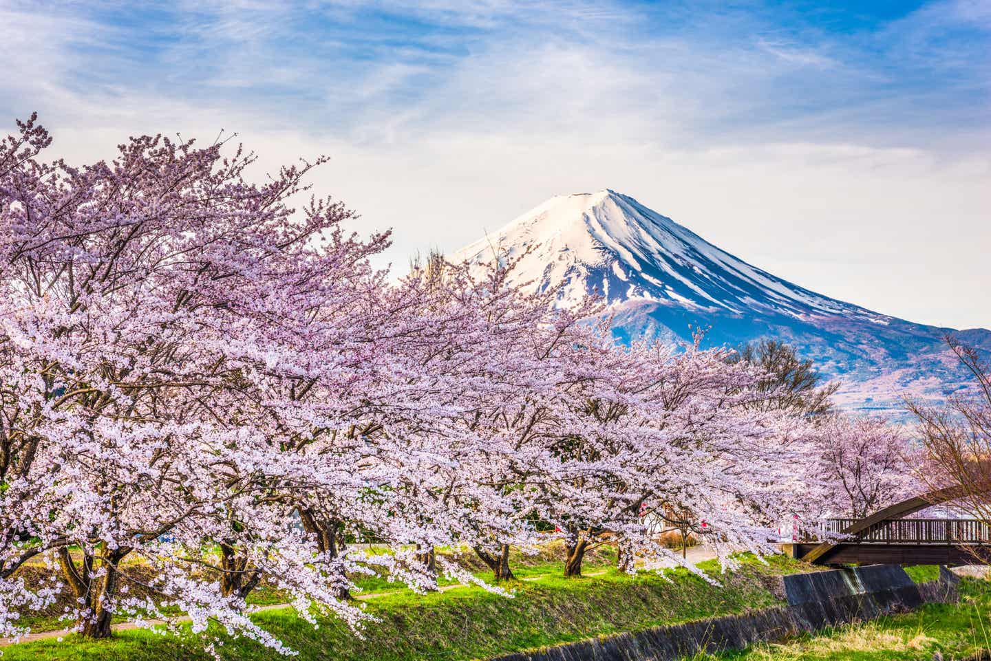 Kirschblüte in Japan