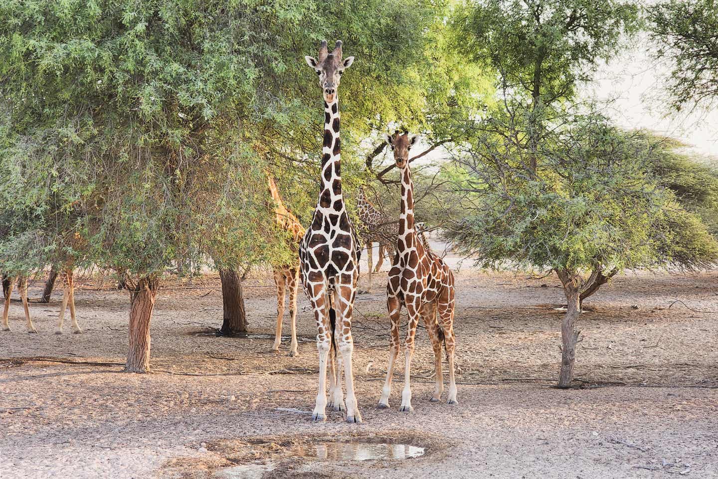 Giraffen im Sir Bani Yas Wildlife Park