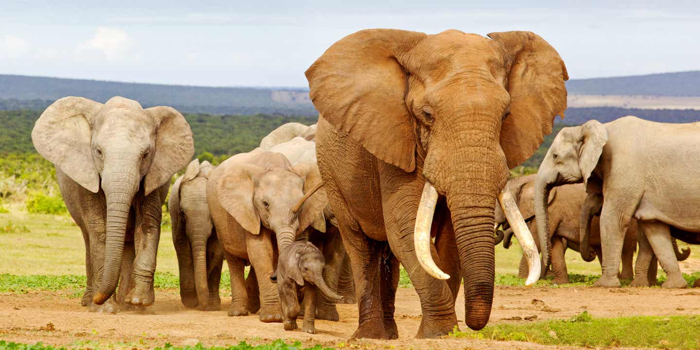Schönste Roadtrips: Sichtung einer Elefantenherde im Addo Elephant Nationalpark in Südafrika 