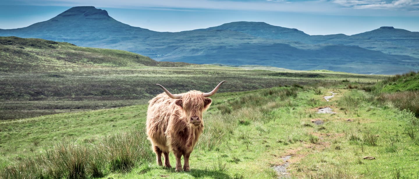 Ein schottisches Hochlandrind steht auf einer grünen Wiese in den Highlands, im Hintergrund eine Hügelkette