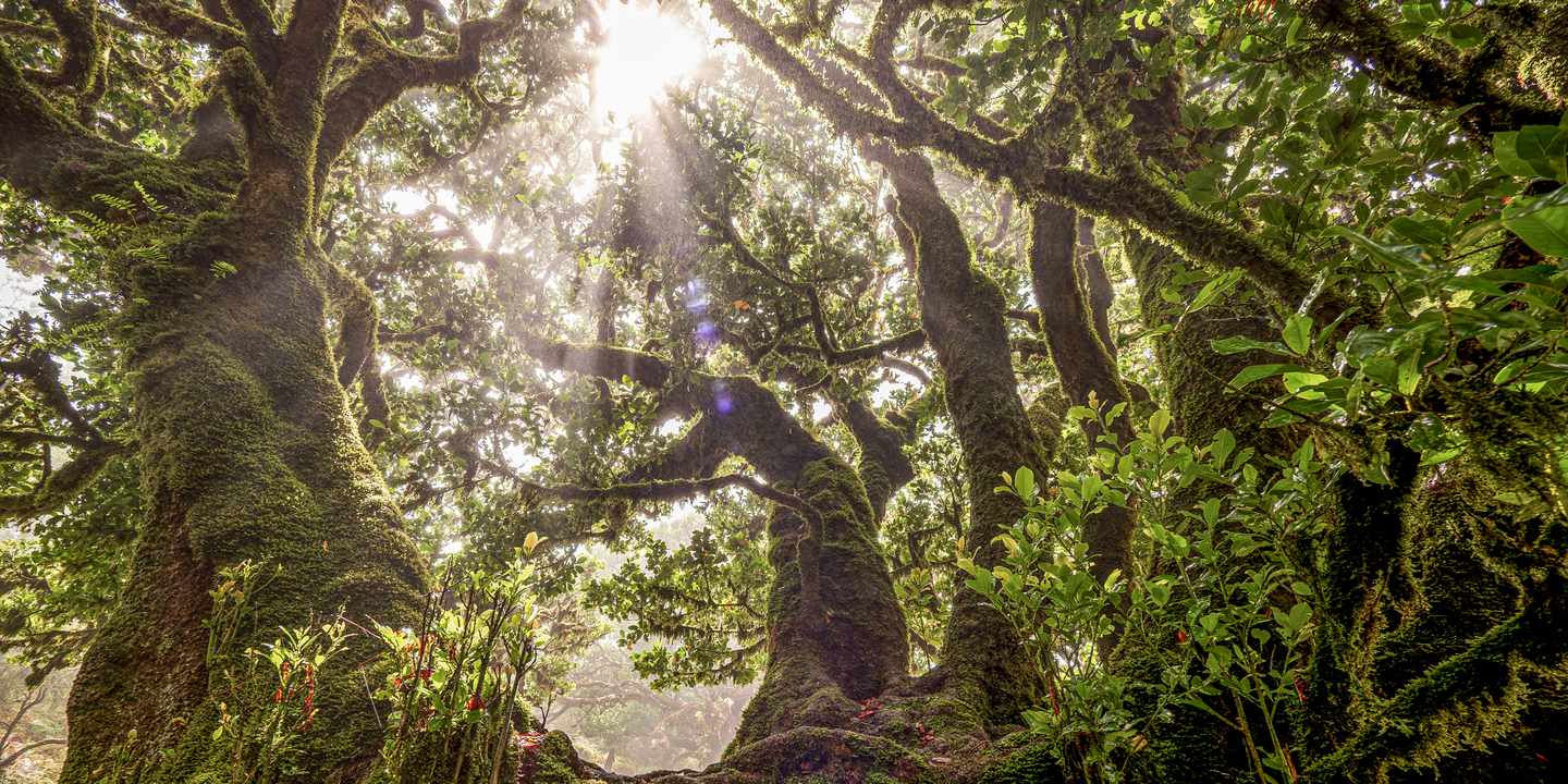 Moosbewachsene Lorbeerbäume im Fanal-Wald auf Madeira mit Sonnenlicht