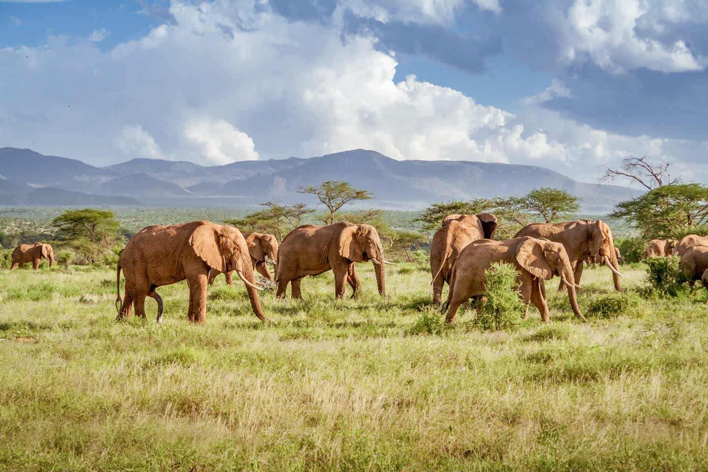 Beste Reisezeit Südafrika: Elefanten im Kruger-Nationalpark