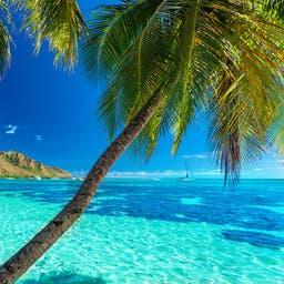 franzoesisch-polynesien-tahiti-palmen-meer-t-522726364.jpg