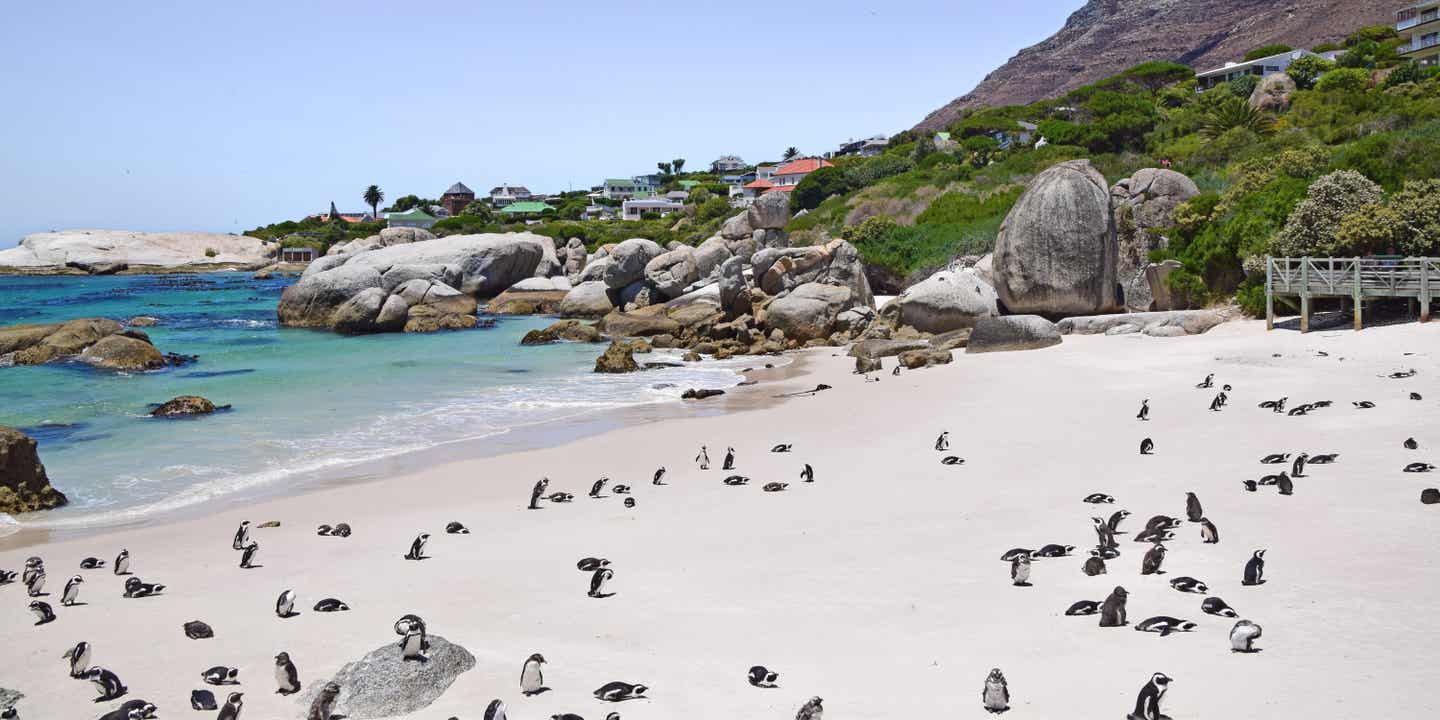 Boulders Beach in Kapstadt – Südafrika-Strand mit afrikanischen Pinguinen, Granitfelsen und flachem Wasser