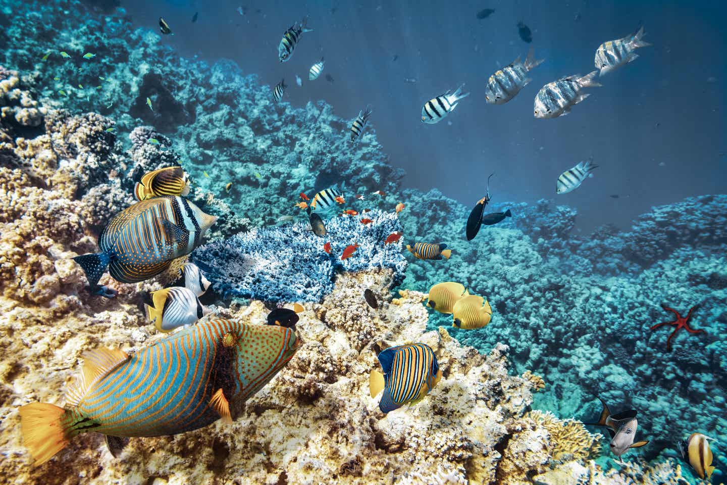 Tauchen am Korallenriff in Hurghada, Ägypten