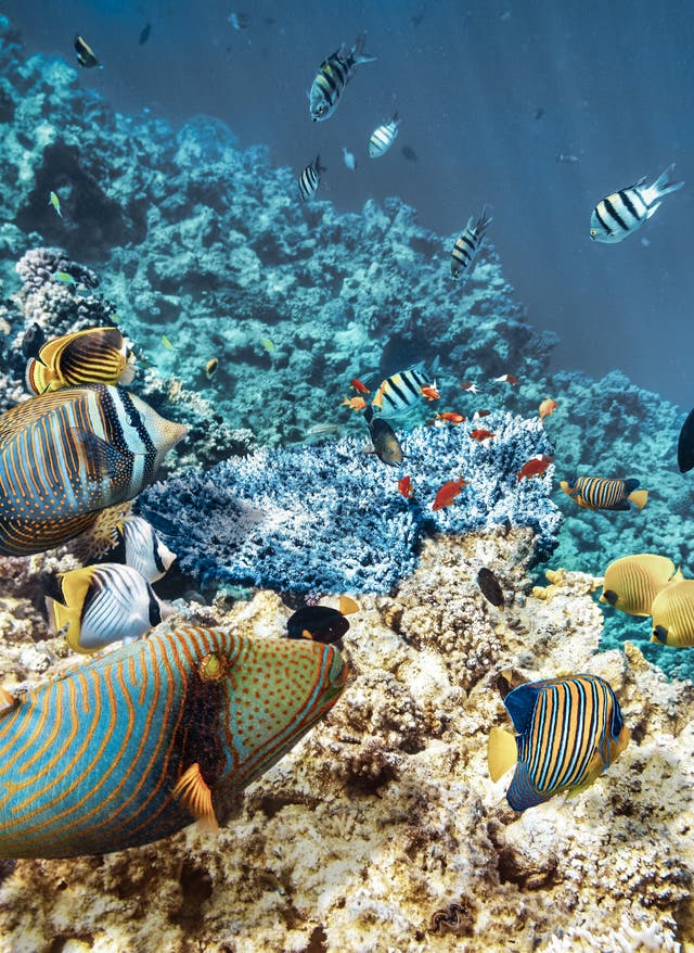 Zu den Angeboten Unterwasserwelt in Ägypten