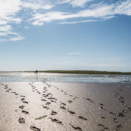 deutschland-niedersachsen-nordsee-fußspuren im wattenmeer-g-1079747844.jpg