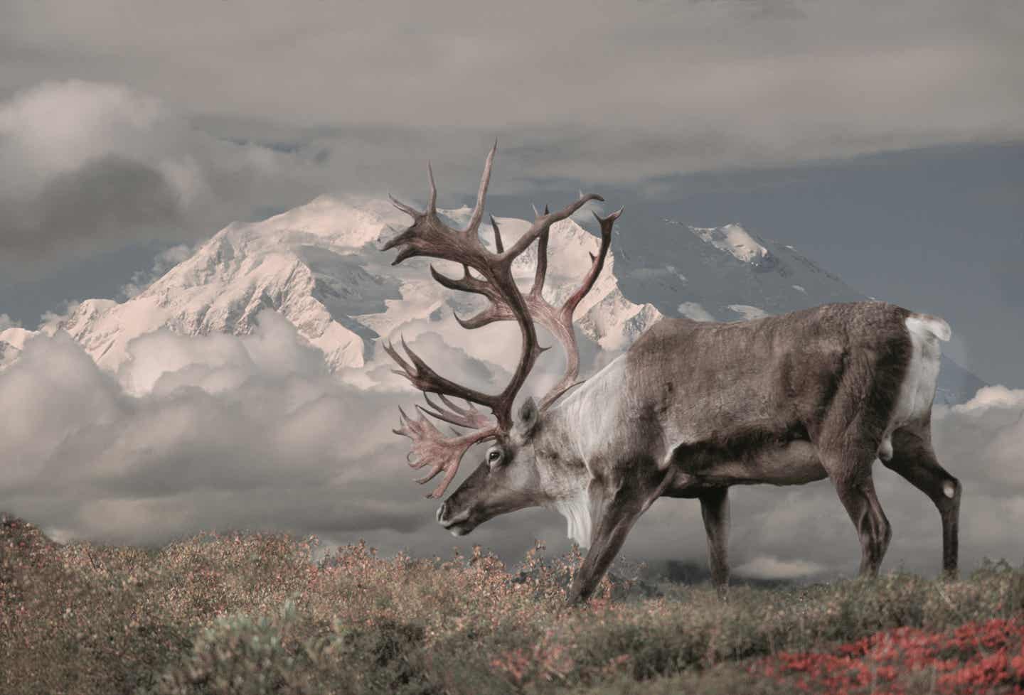 Alaska Urlaub mit DERTOUR. Karibubulle auf einer Bergkuppe vor dem Mount McKinlely im Denali Nationalpark