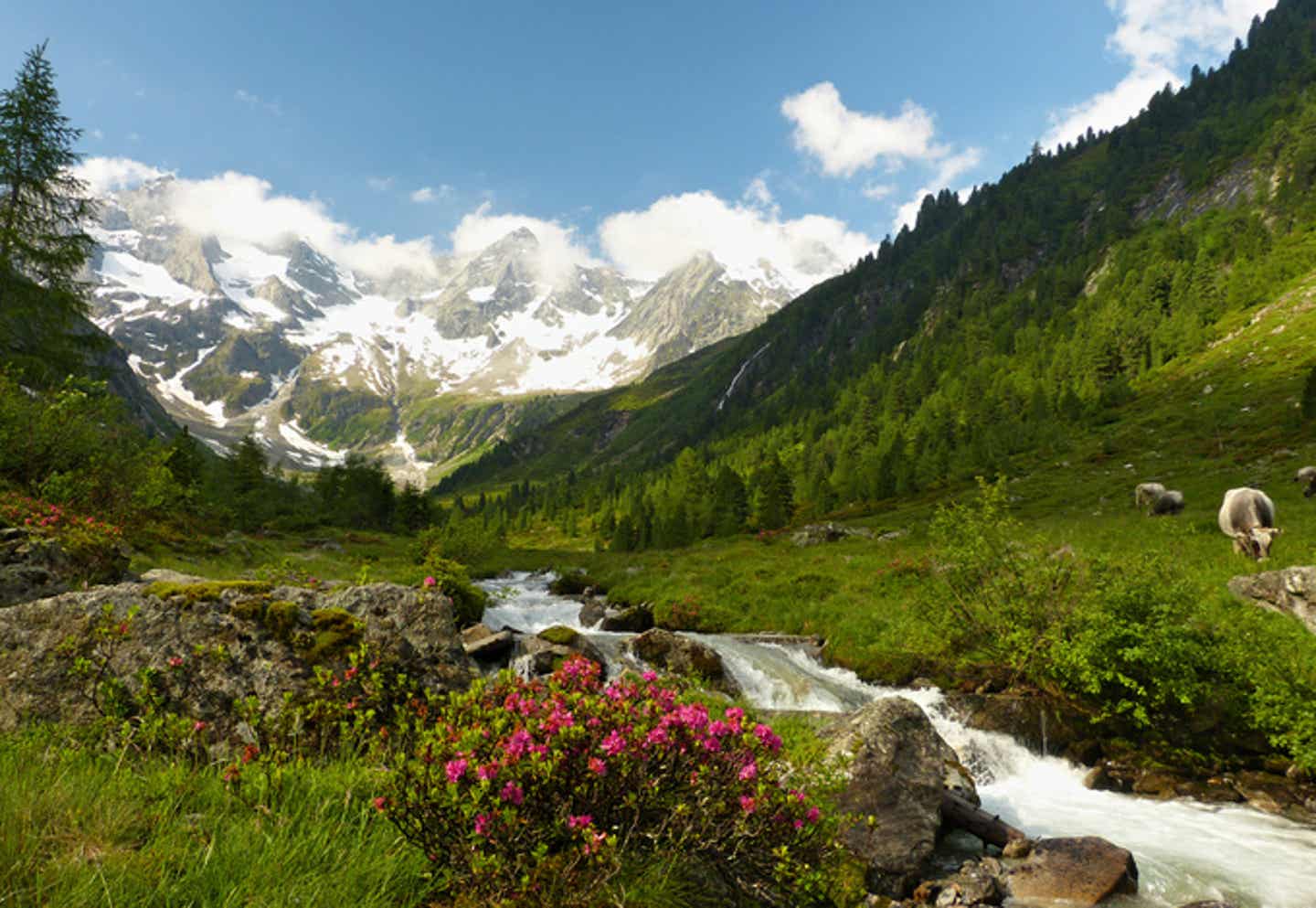 Alpine Idylle in den Tiroler Alpen