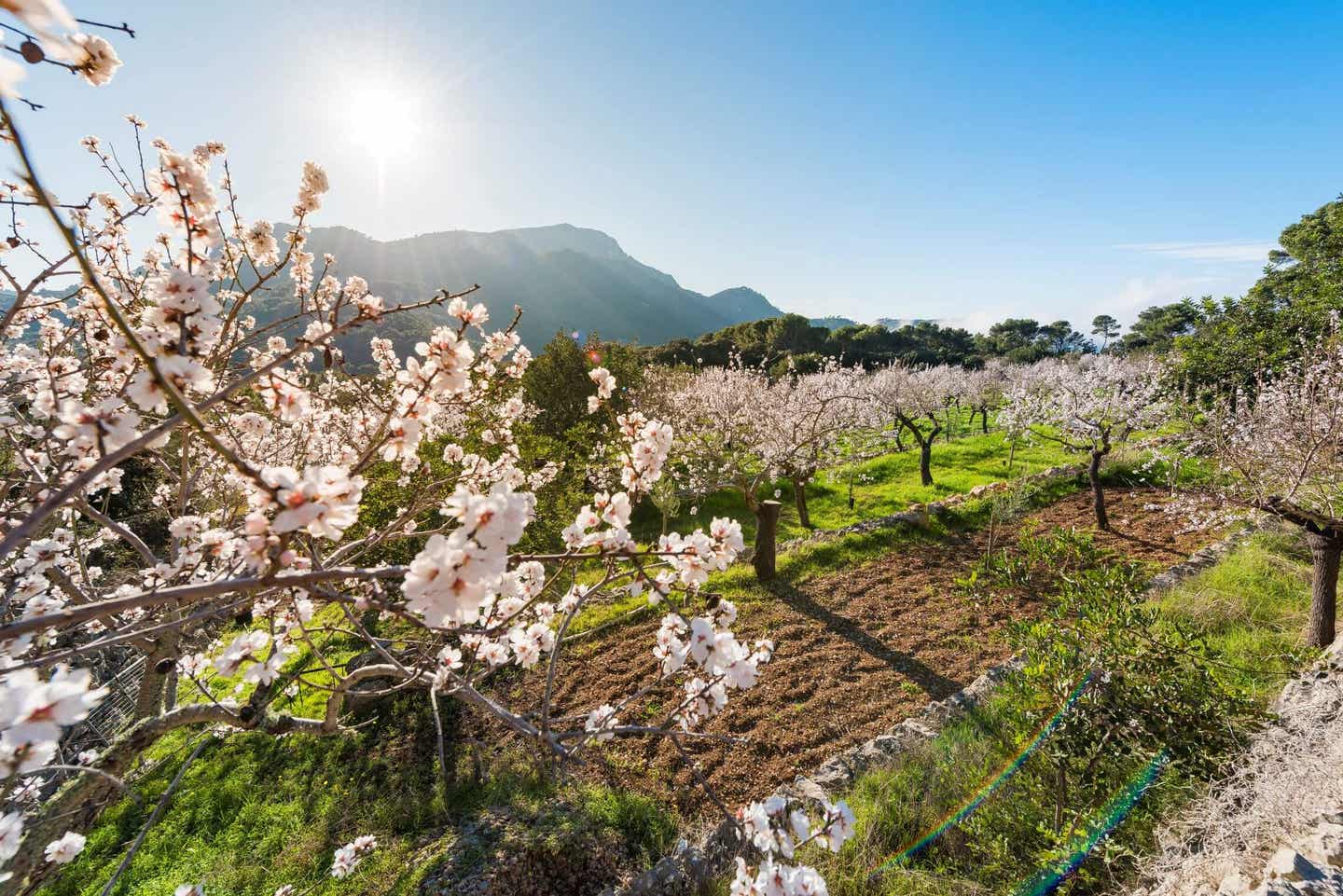 Mandelblüte auf Mallorca