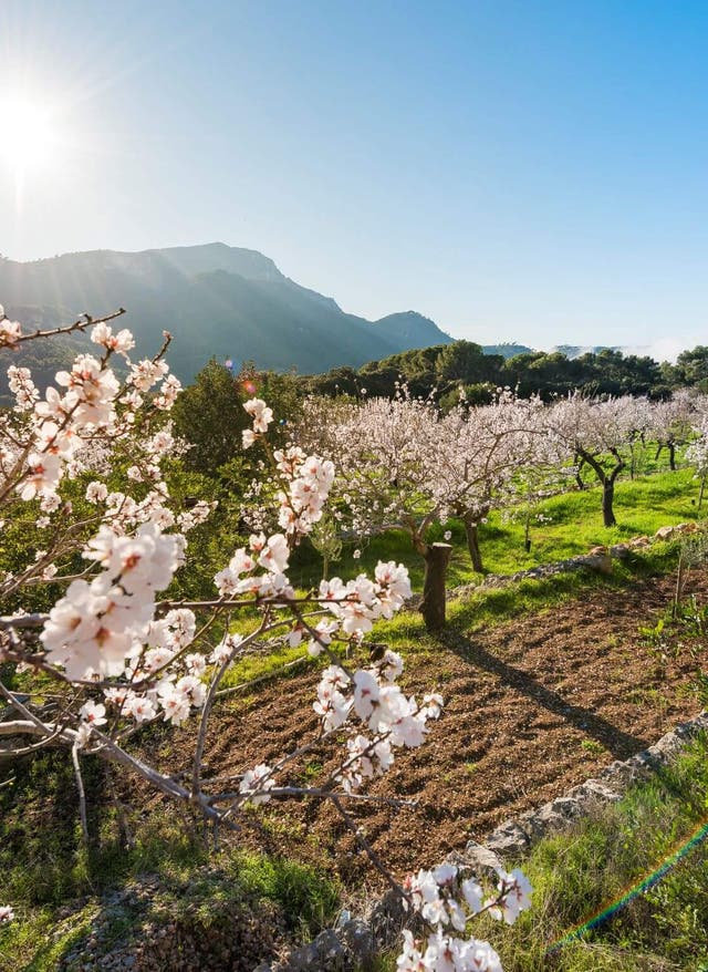 Mandelblüte auf Mallorca Mandelblüte auf Mallorca - erlebe das Naturspektakel hautnah