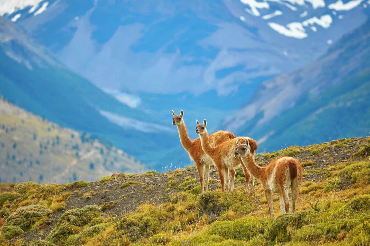 Argentiniens Sehenswürdigkeiten: Guanakos in freier Wildbahn