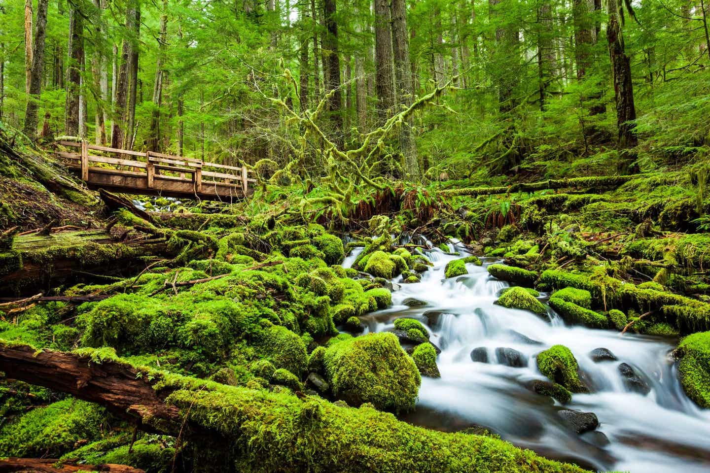 Der Sol Duc Falls Trail in Washington