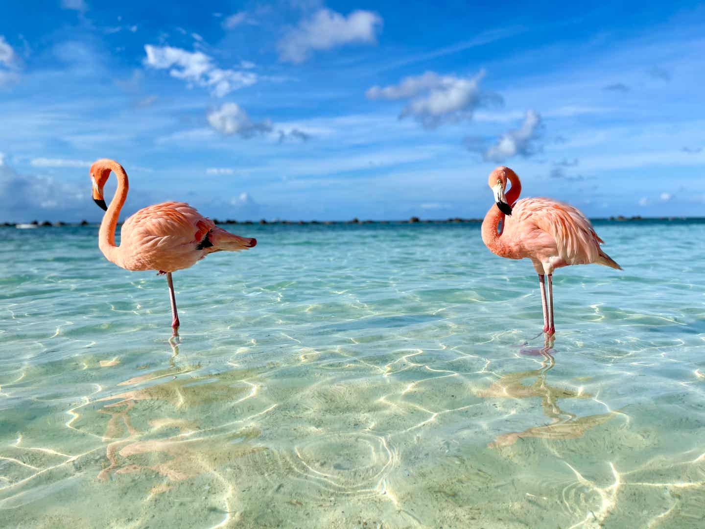 Karibik: Flamingos im Wasser von Aruba