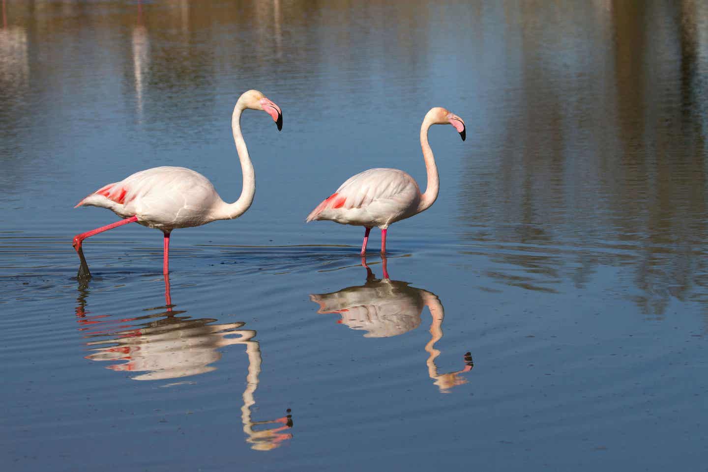 Parc natural de s'Albufera