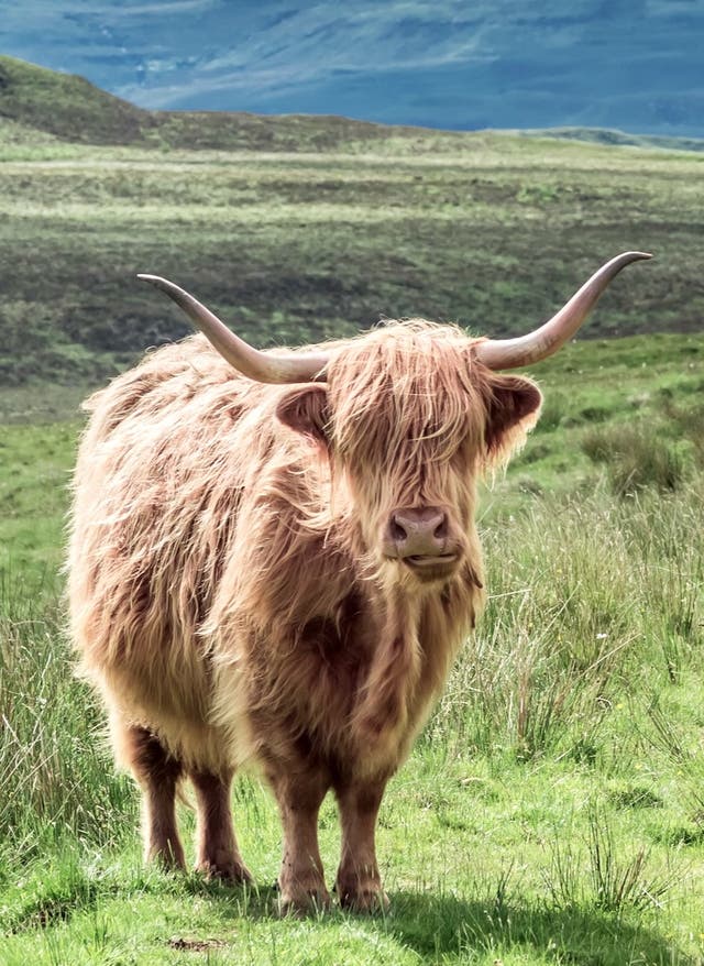 Coolcation Ein Highland-Rind auf einer saftigen Wiese in Schottland