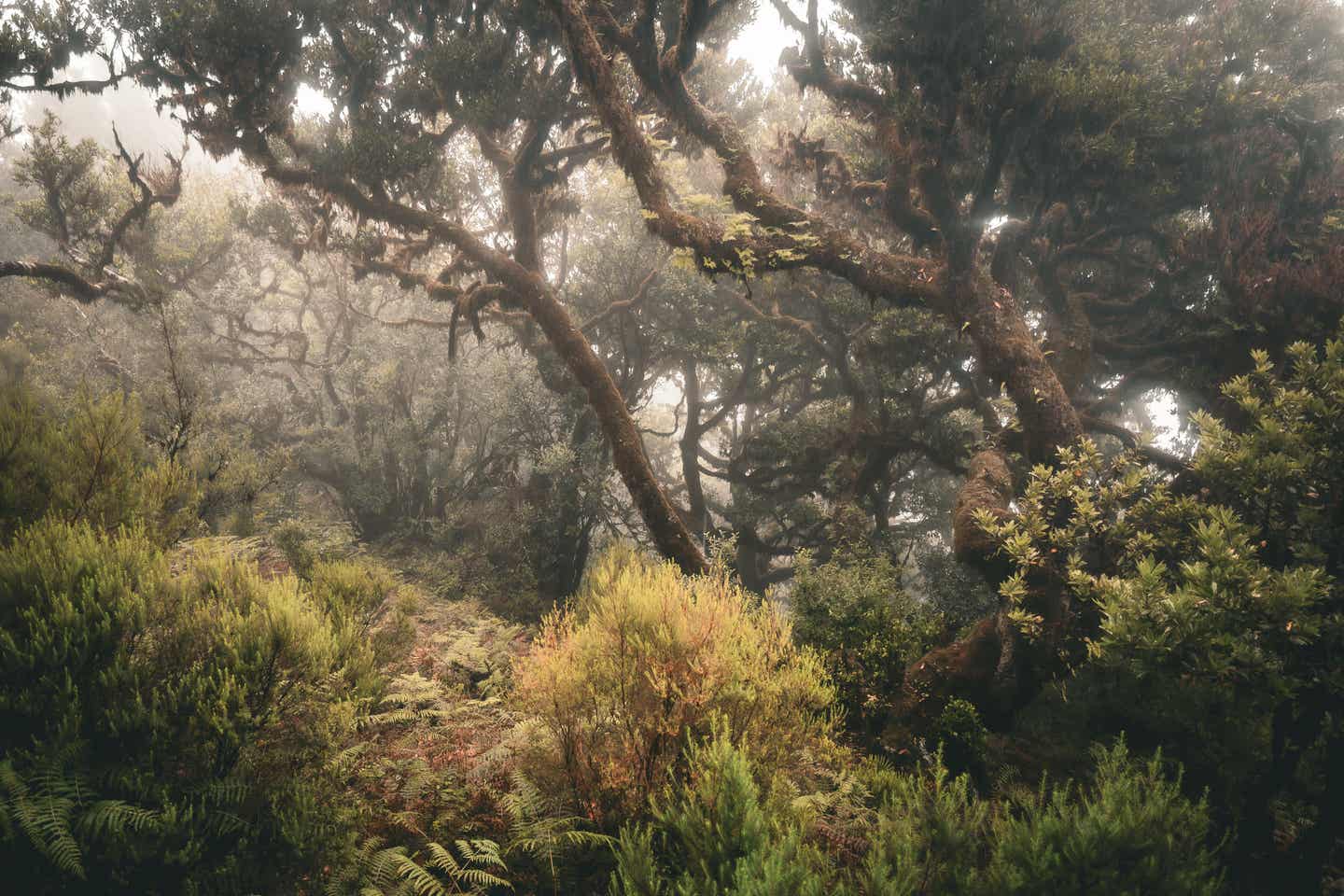 Geheimnisvoller, von Nebel durchzogener Fanal-Wald mit Lorbeerbäumen und dichter Vegetation