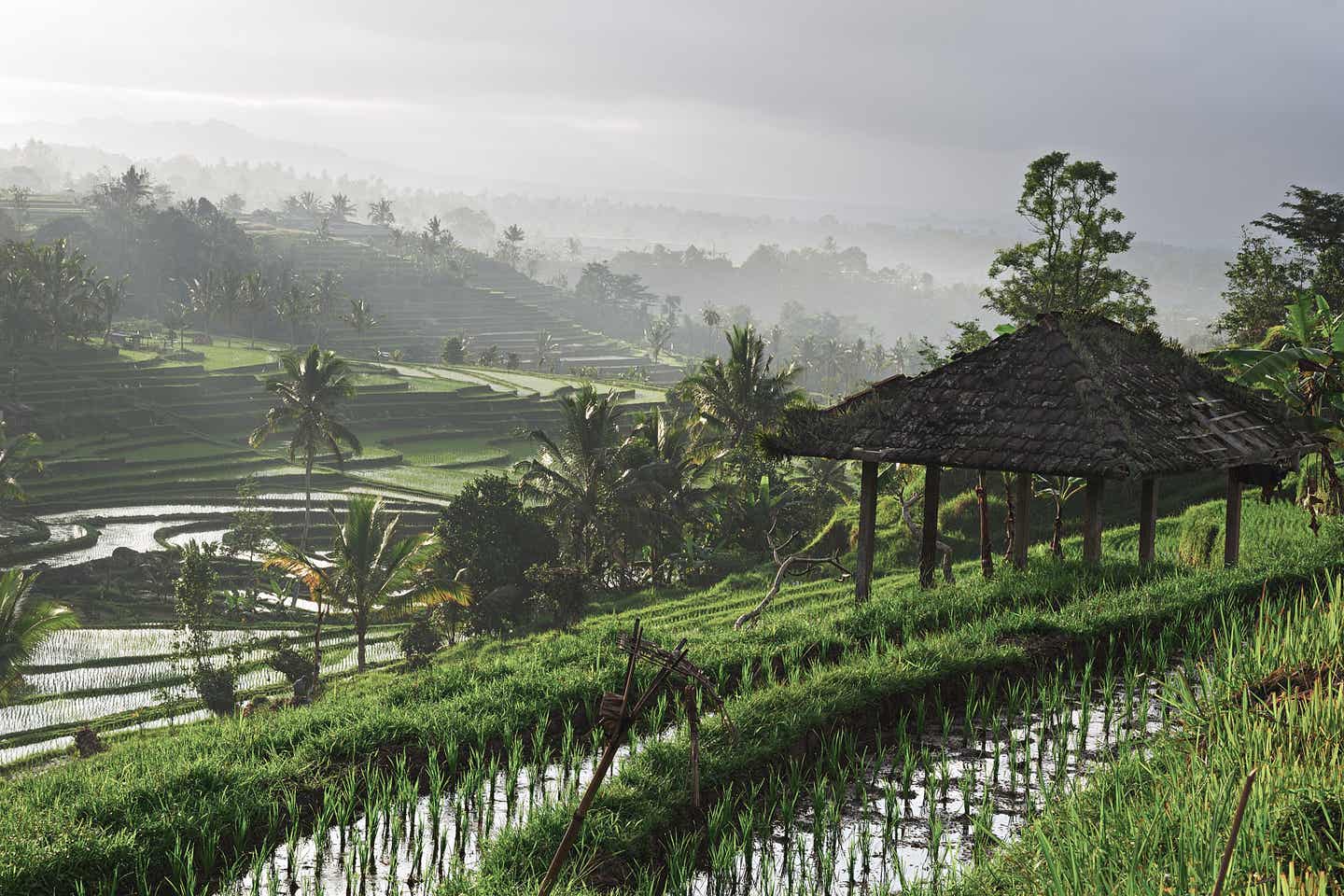 Bali Urlaub: Reisfeld bei Sonnenaufgang