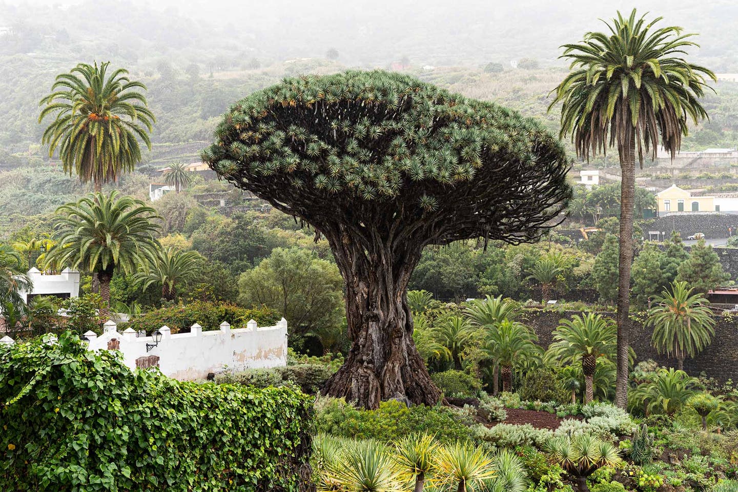 Tenriffa Icod de los Inos Botanischen Garten Drago Baum