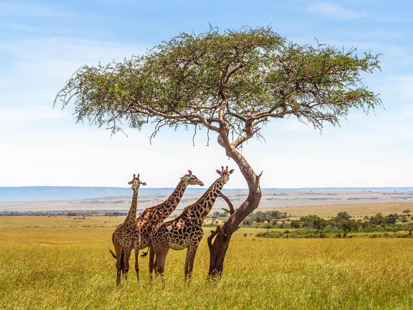 Drei Giraffen unter einem Akazienbaum in der Savanne Südafrikas Giraffen in freier Wildbahn – Safari-Momente, die berühren