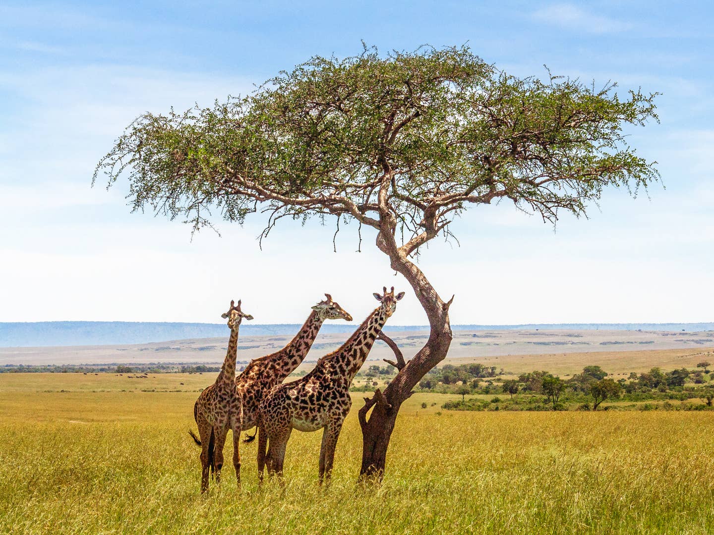 Rundreisen Botswana: Giraffen vor einem Baum in der Savanne bei einer Safari aufgenommen Rundreisen Botswana: Giraffen vor einem Baum in der Savanne bei einer Safari aufgenommen