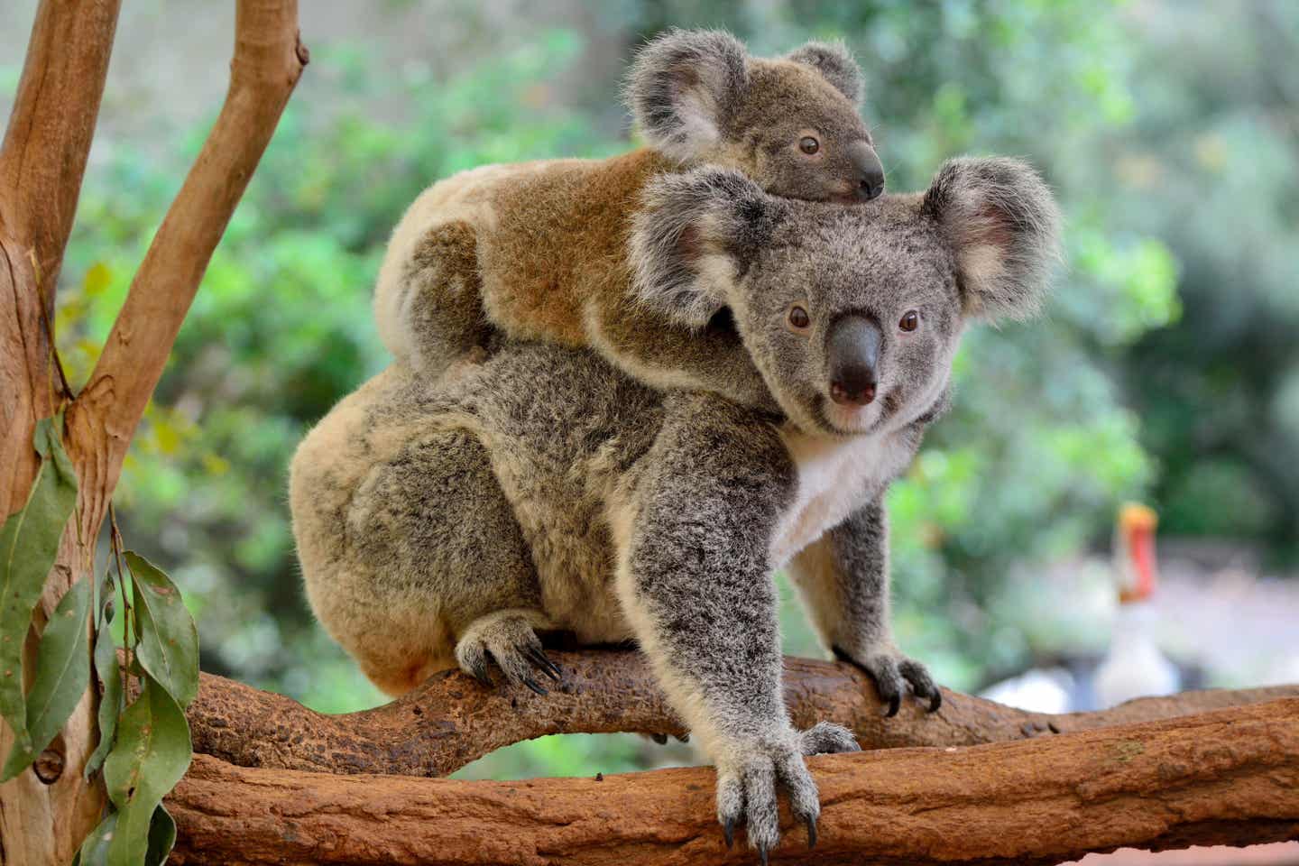 Urlaub in Australien – Koalas 