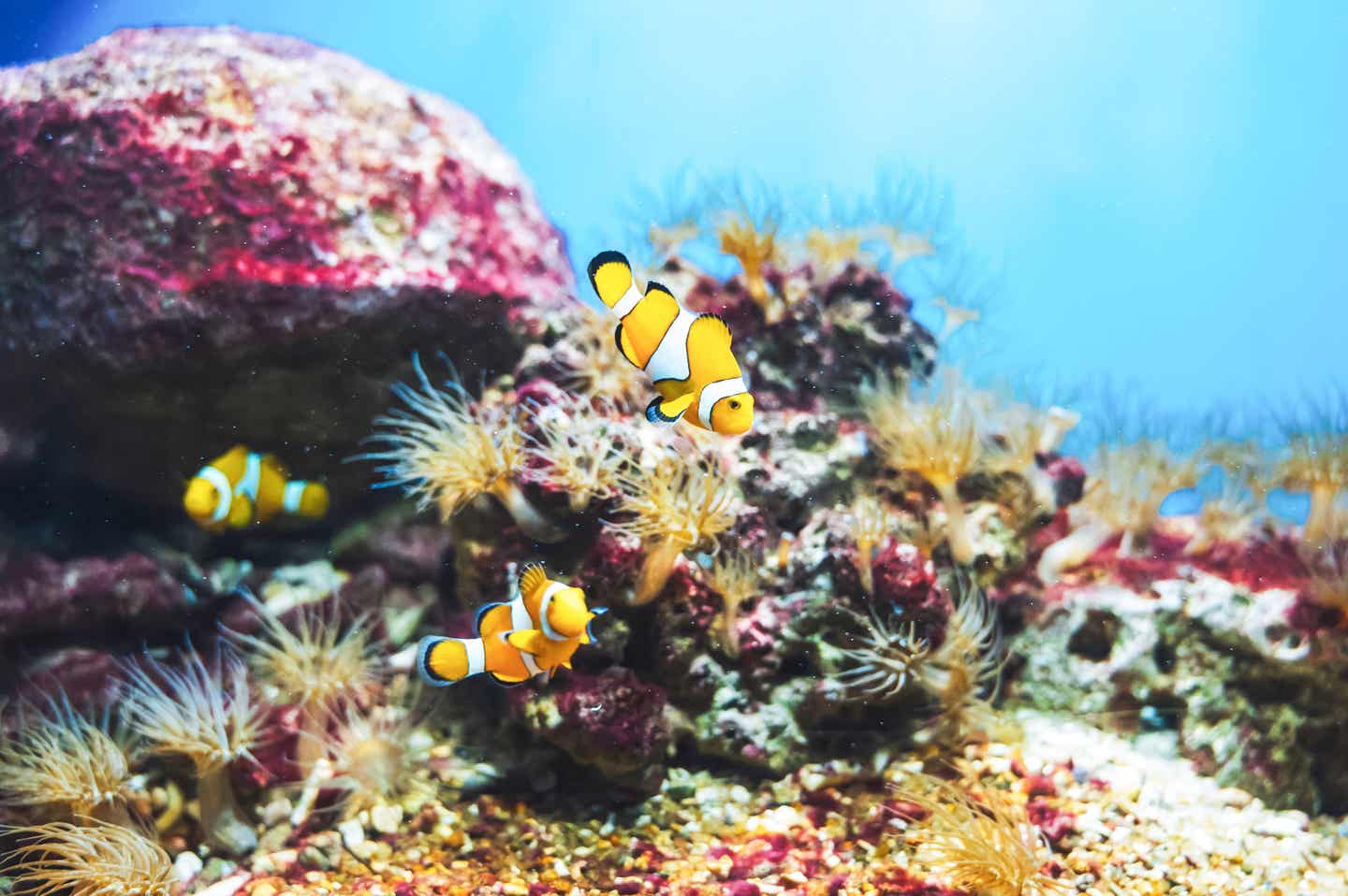 Vietnam Strände: Nahaufnahme eines Clownfischs im Ozean