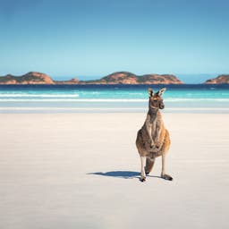kv-australien-angebaut.jpg