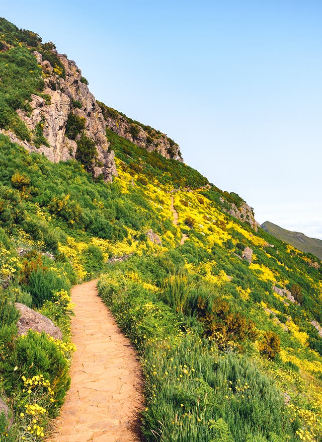 Wanderurlaub Madeira Blick auf den Wanderweg zum Pico Ruivo, Gras mit gelben Blumen am Wegesrand, Nebel im Tal