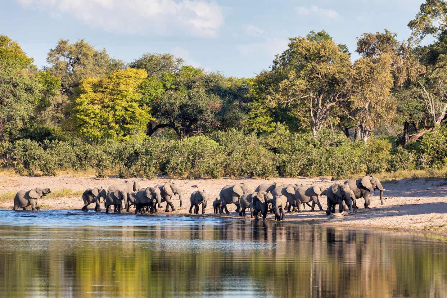 Namibias Nationalparks: Elefanten an einer Wasserstelle