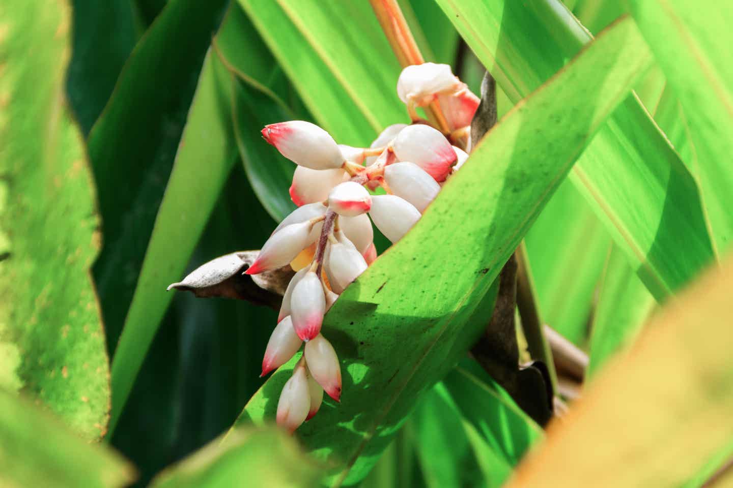 Kardamom-Blüte an einem Strauch auf einer Gewürzfarm