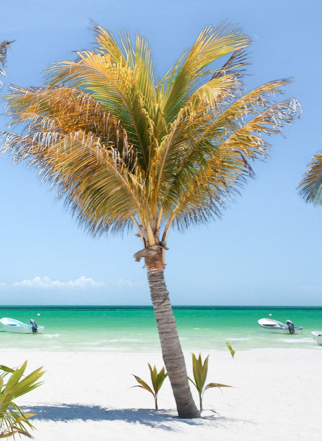 Holbox