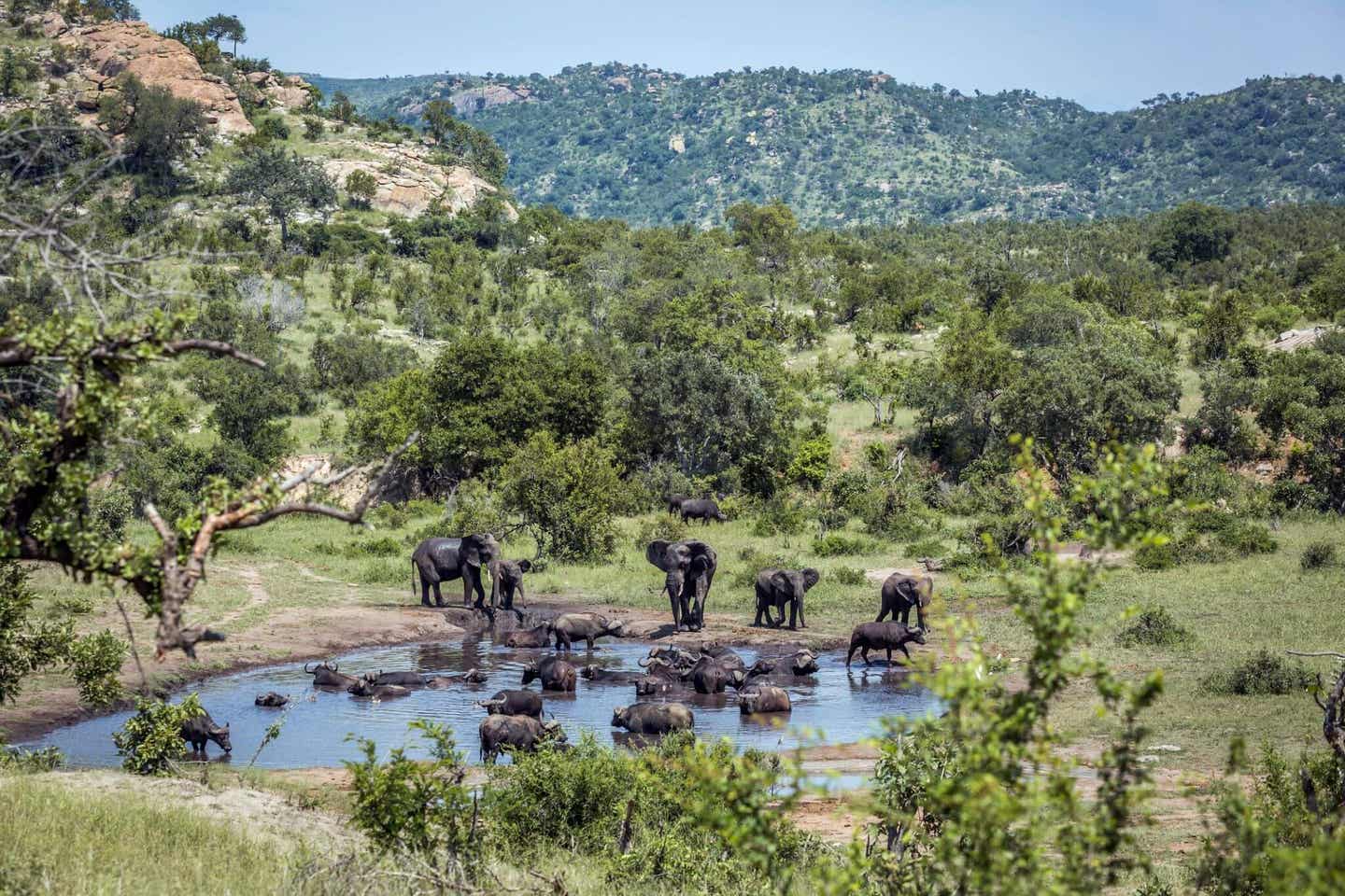 Krueger-Nationalpark als Highlight im November-Urlaub