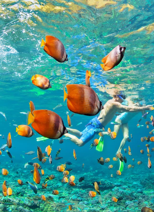 Die besten Tauchspots der Welt Unterwasserwelt: Paar im Korallenriff