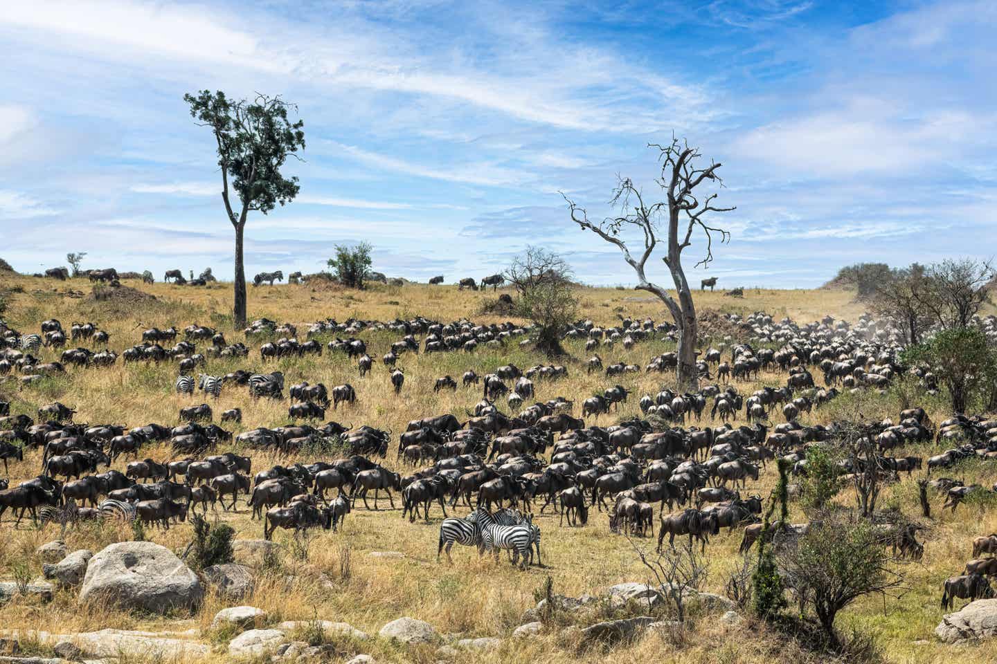 Gnu-Wanderung in Tansania: zur besten Reisezeit Urlaub machen