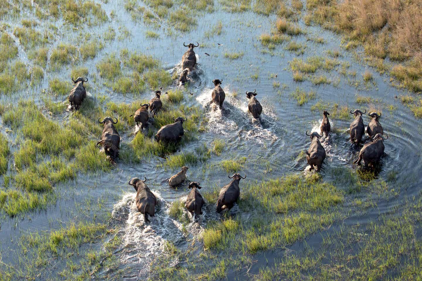 Kenia beste Reisezeit. Büffelherde rennt durch Wasserloch