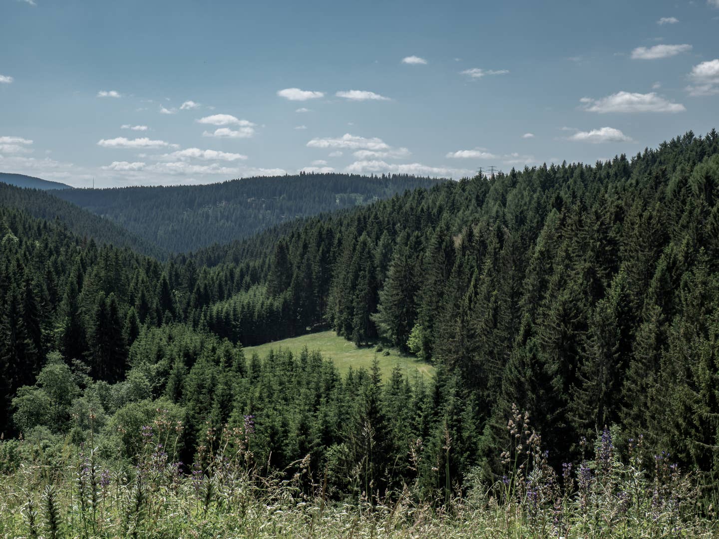 Thüringen Urlaub mit DERTOUR. Panoramablick auf Berge und Wälder im Thüringer Wald