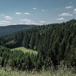 deutschland-thueringen-thueringer-wald-panorama-wald-g-1268198290.jpg