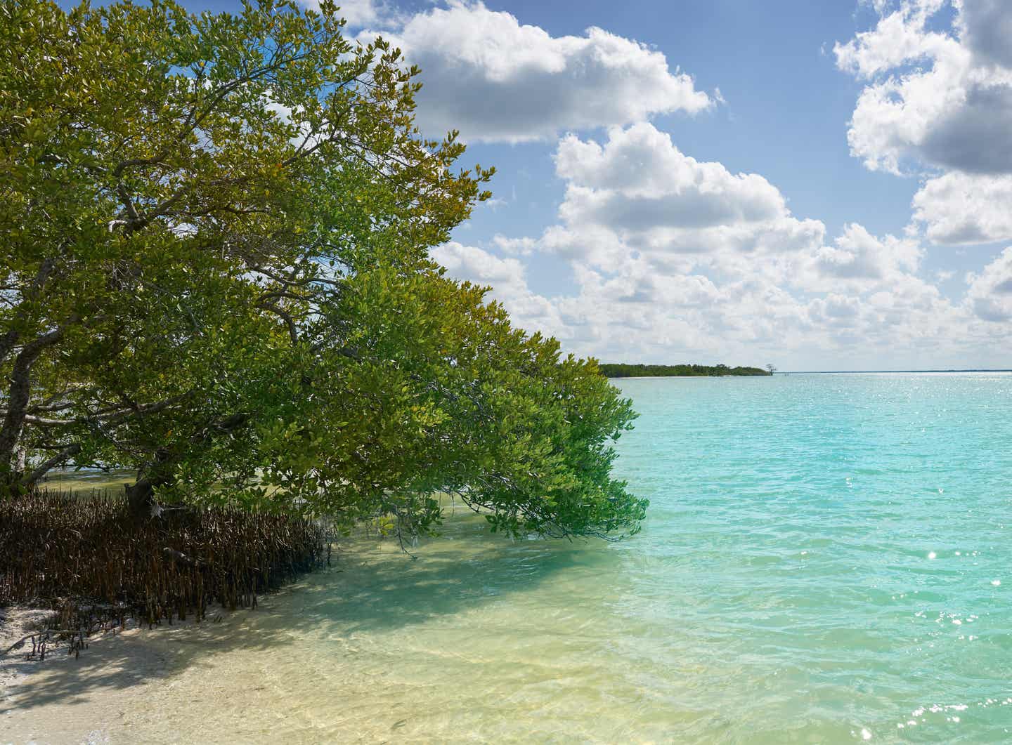 Mangroven auf Holbox