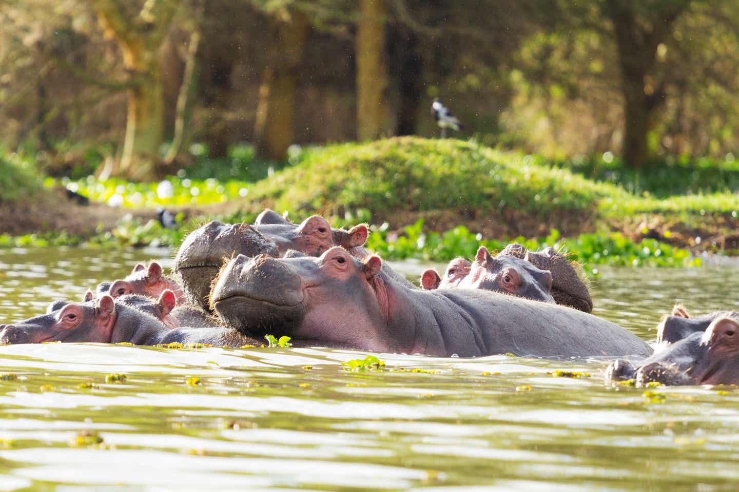 Nilpferde im Naivasha-See in Kenia