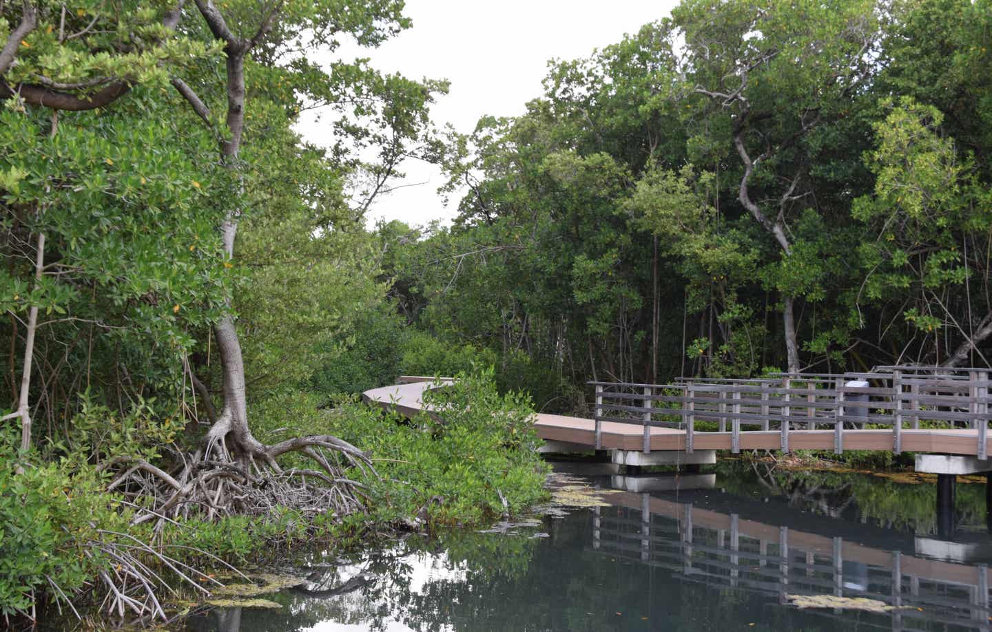 Curacao beste Reisezeit: Rif Mangrove Park auf Curacao