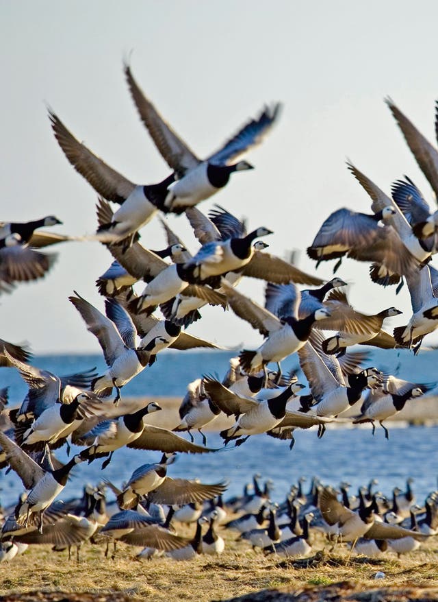Hotel in Estland buchen Vögel am Strand in Estland