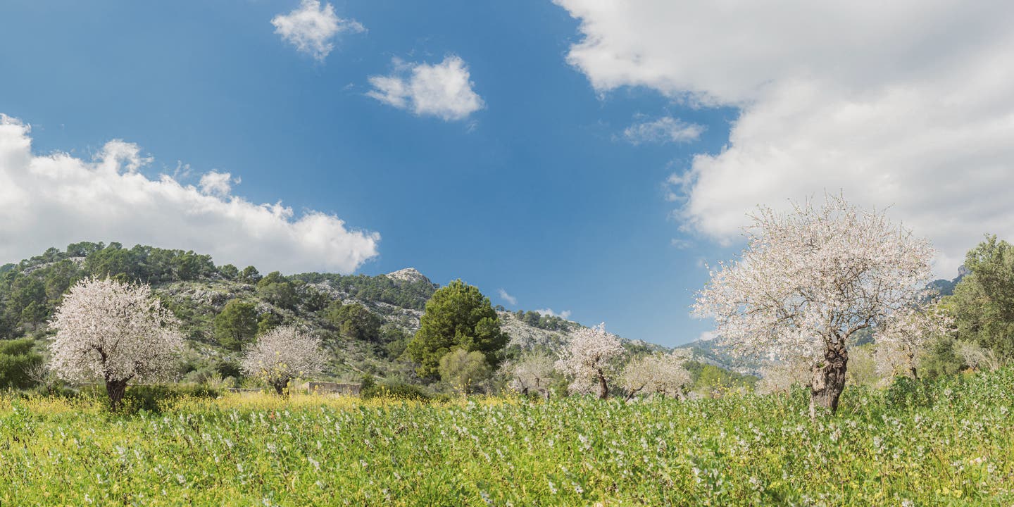 blühende Mandelbaumlandschaft auf Mallorca