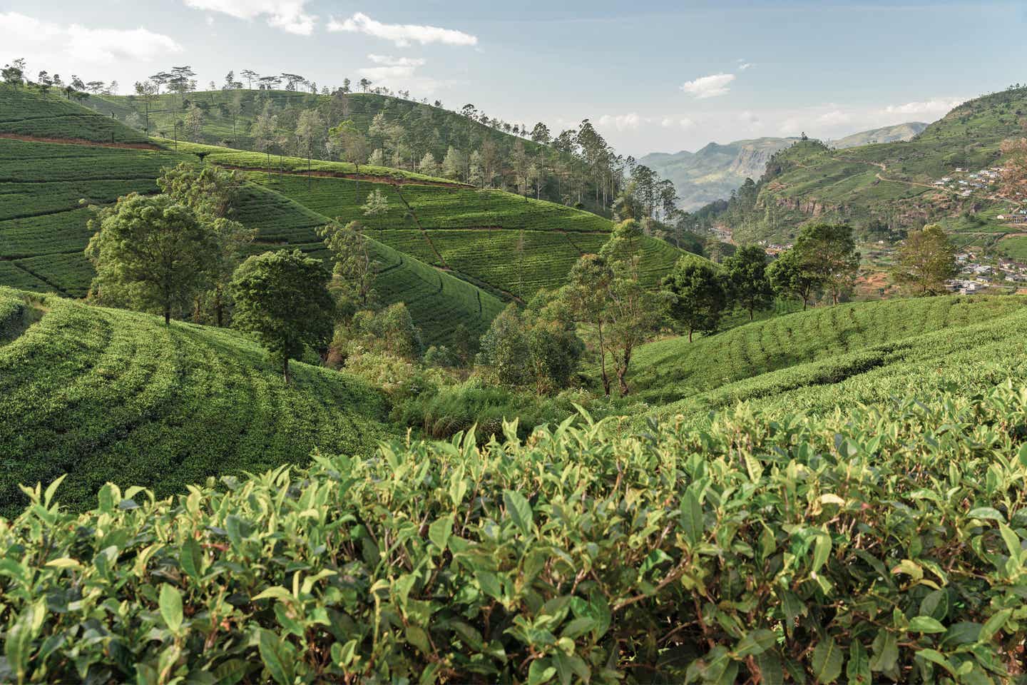 Grünteeplantage auf Sri Lanka