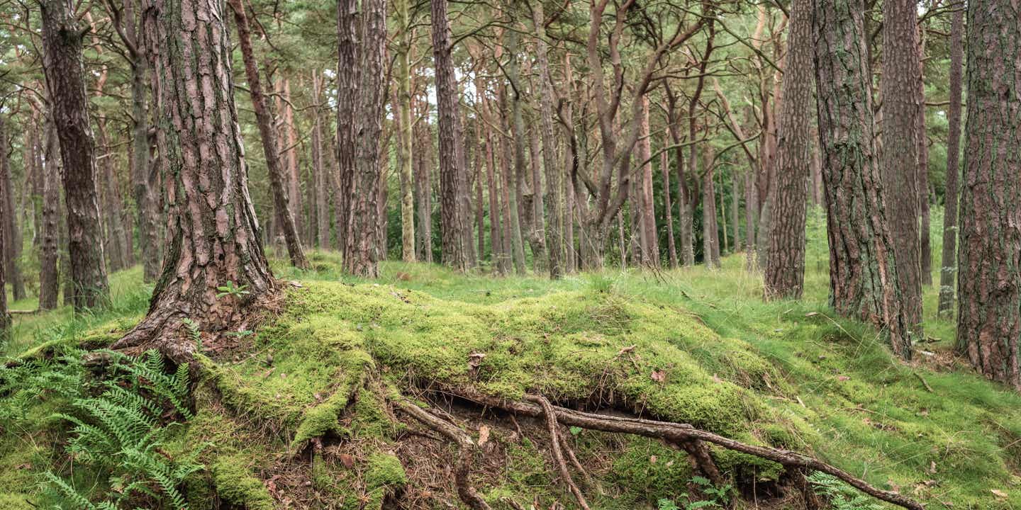 Ein Kiefernwald mit moosigem Boden auf Usedom