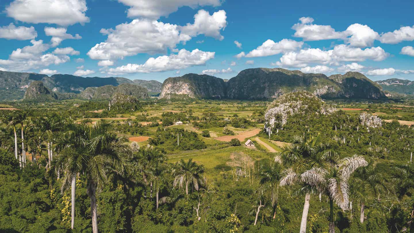 Palmen im Valle-de-Vinales-Tal