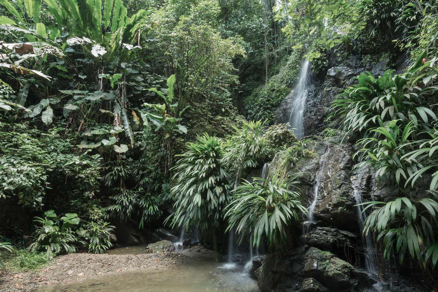 Tobago Urlaub mit DERTOUR. Wasserfall im Regenfall an der Nordküste Tobagos