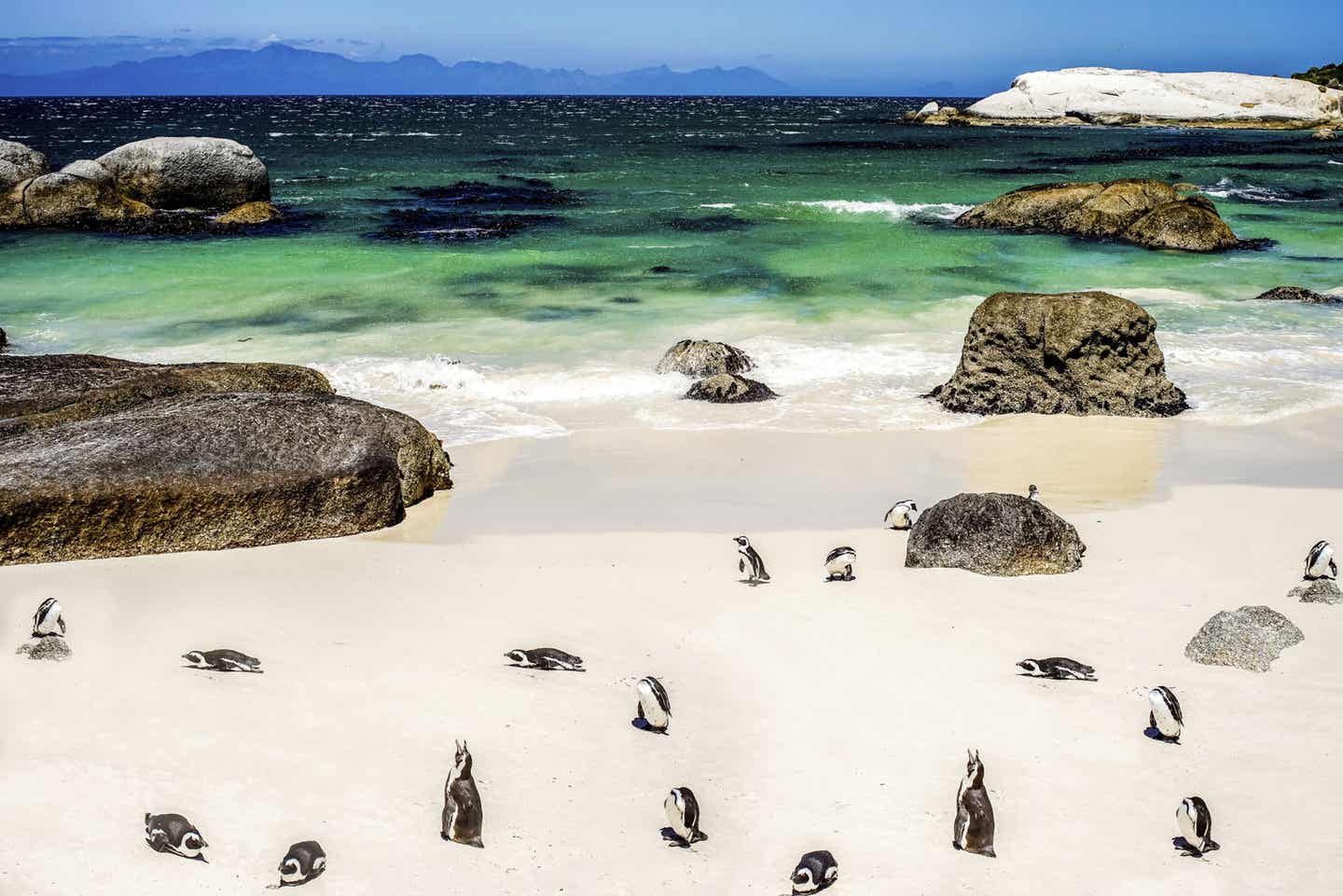 Pinguine in Südafrika