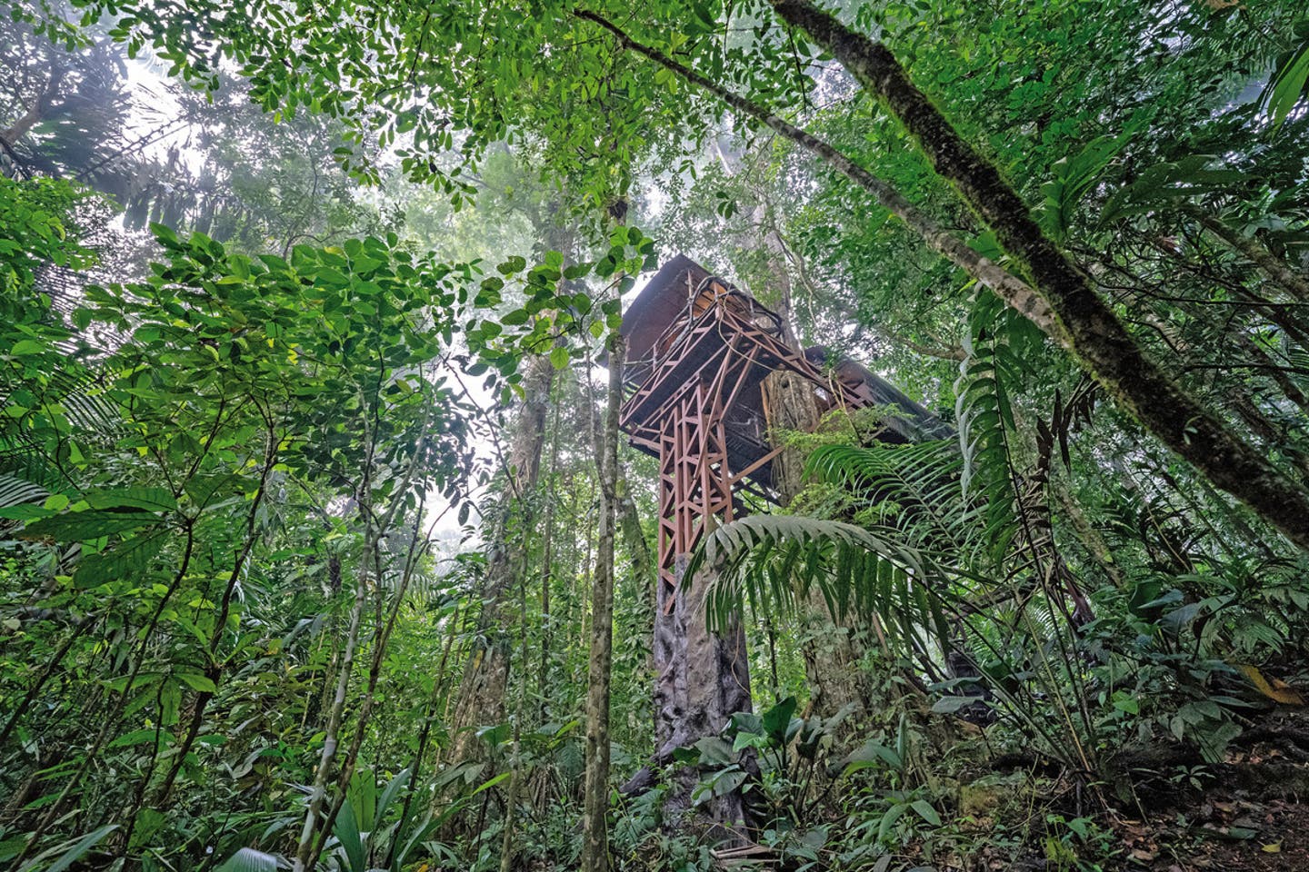 Wohnbeispiel Tree House